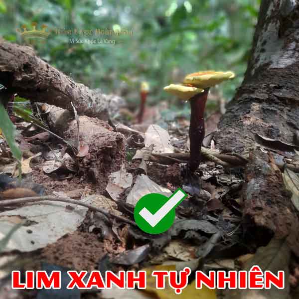 Nấm lim xanh rừng tự nhiên Quảng Nam chuẩn chất lượng
