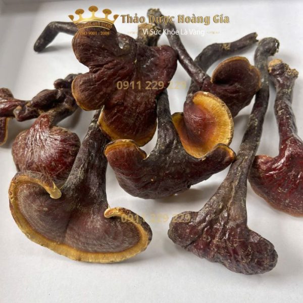 lim xanh tu nhien hoang gia 1