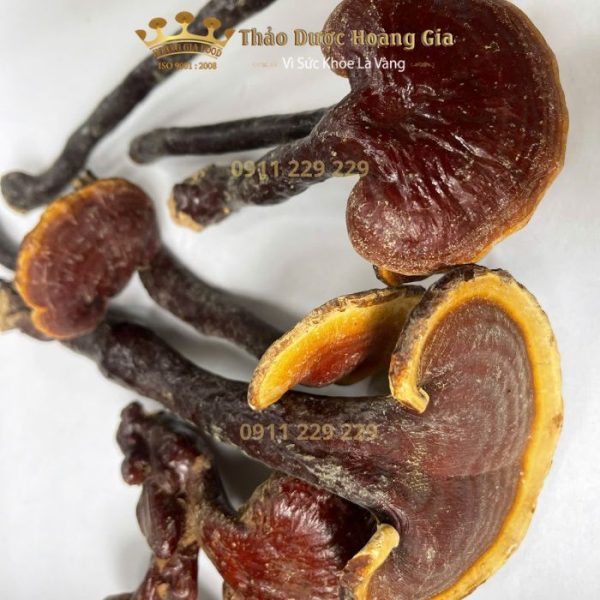 lim xanh tu nhien hoang gia 2