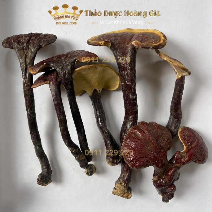 lim xanh tu nhien hoang gia 3