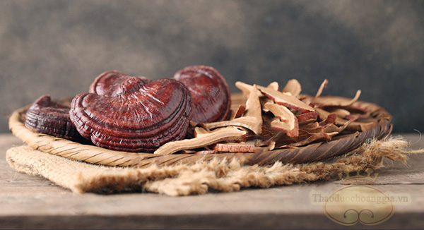 nam-linh-chi-hoang-gia-giong-nhat-ban