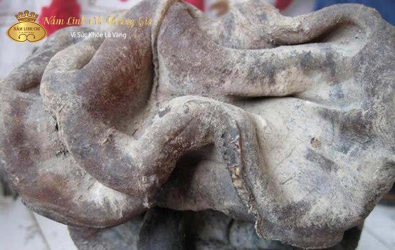 linh-chi-thai-tue-la-gi