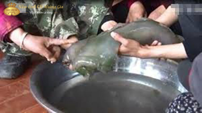 linh-chi-thai-tue-tai-trung-quoc