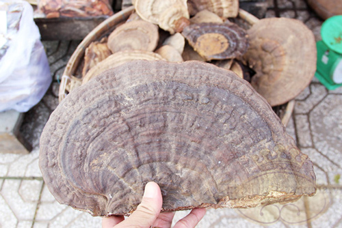 linh_chi_1-1 linh chi 1 1