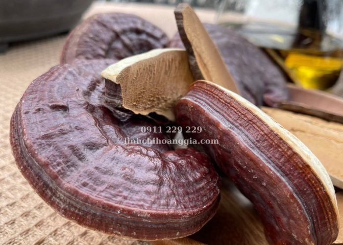 Nấm Linh Chi Đỏ Hoàng Gia