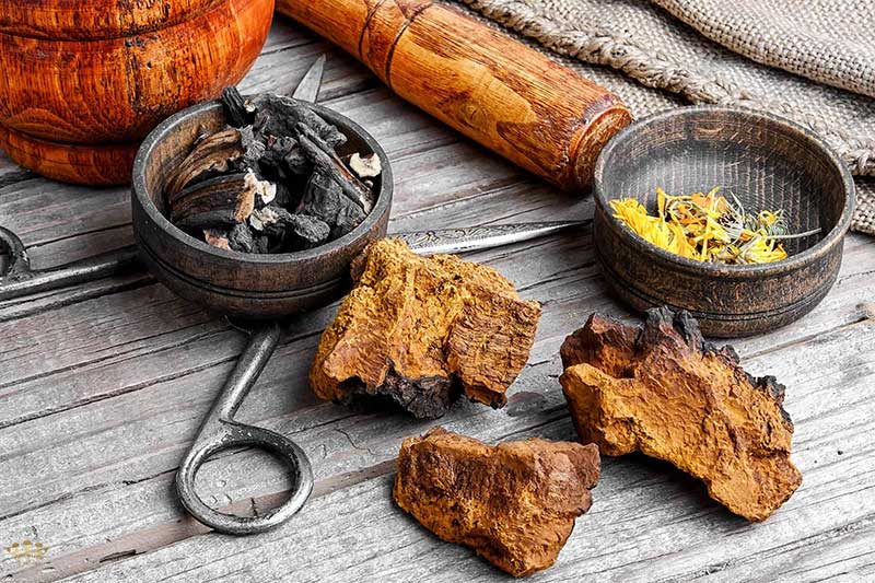 mua-nam-chaga-tac-dung mua-nam-chaga-tac-dung