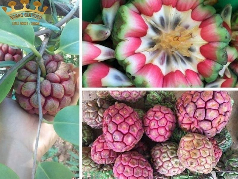 na-rung203-1 na-rung