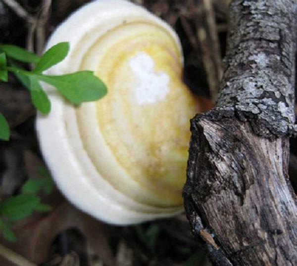 nam-bach-chi-1 nam-bach-chi