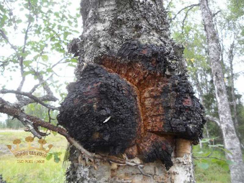 nam-chaga-hinh-anh nam-chaga-hinh-anh