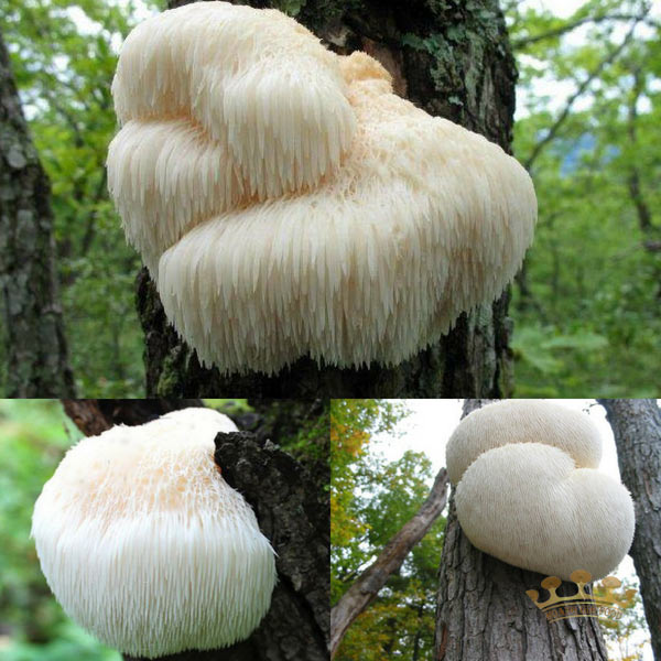 nam-hau-thu-dau-khi-hoang-gia