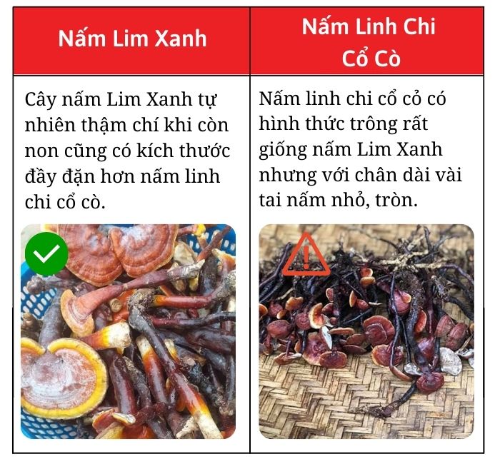 nam-lim-xanh-gia