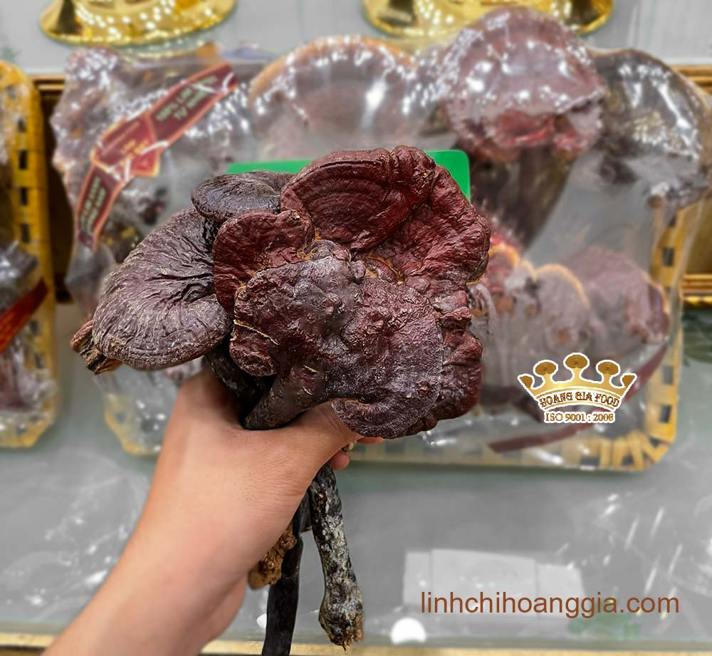 mua-nam-lim-xanh-hoang-gia