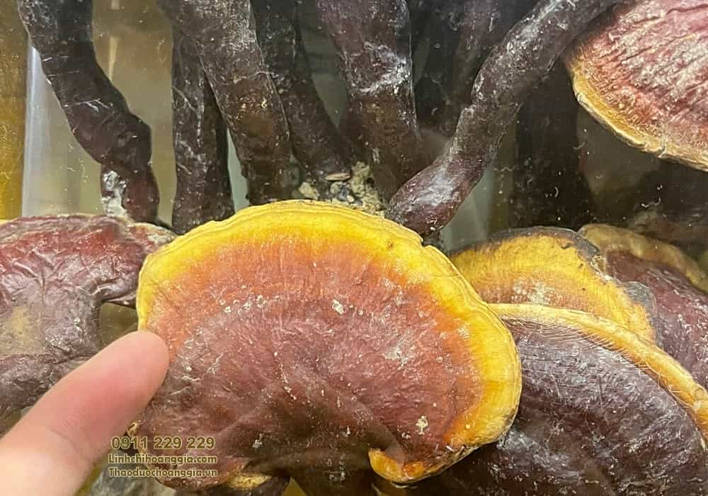 nam-lim-xanh-loai-1-500g203 nam-lim-xanh-loai-1-500g