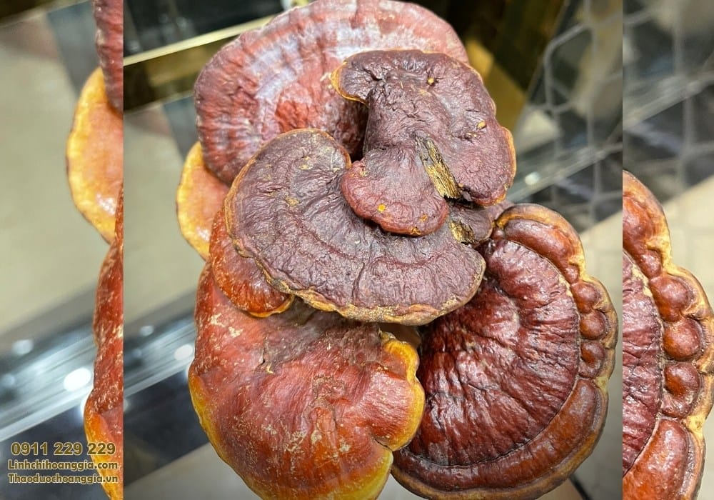 nam lim xanh loai dac biet 500g2051 1