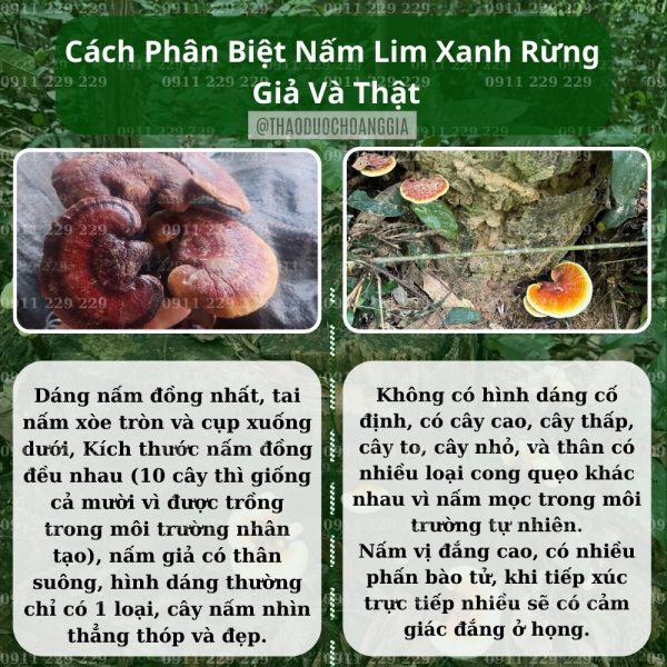 Nấm Lim Xanh Quảng Nam Thu Hái Tự Nhiên - Hoàng Gia Cao Cấp 1Kg