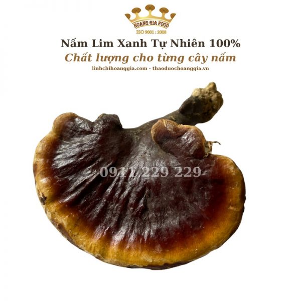 Nấm Lim Xanh Quảng Nam Thu Hái Tự Nhiên - Hoàng Gia Cao Cấp 1Kg