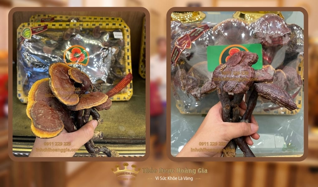 nam-lim-xanh-thao-duoc-hoang-gia203 nam-lim-xanh-thao-duoc-hoang-gia