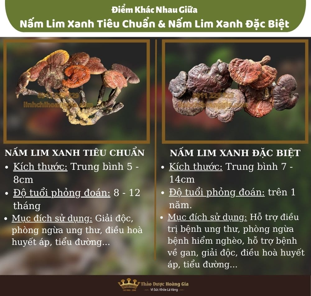 nam-lim-xanh-thao-duoc-hoang-gia