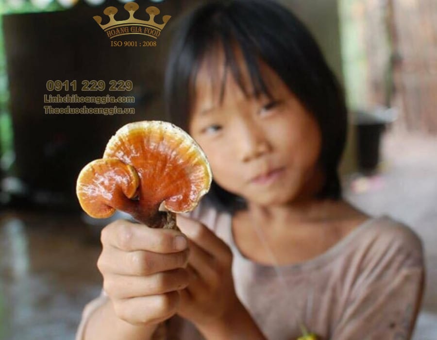 nam-lim-xanh-thao-duoc-hoang-gia