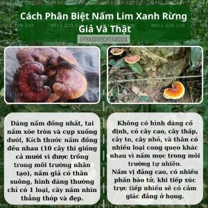 Nấm Lim Xanh Thu Hái Tự Nhiên - Hoàng Gia Loại Thượng Hạng Đặc Biệt 1Kg