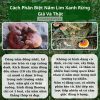 Nấm Lim Xanh Thu Hái Tự Nhiên Quảng Nam - Loại Tiêu Chuẩn 1Kg