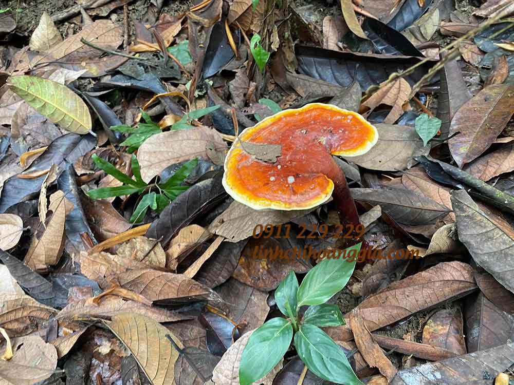 nam-lim-xanh-tu-nhien-1 nam-lim-xanh