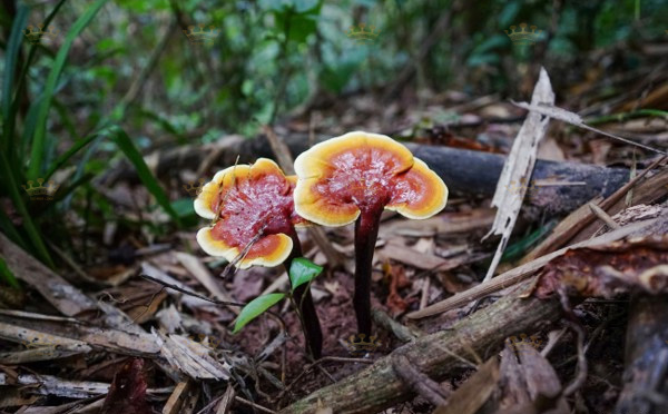 nam-lim-xanh nam-lim-xanh