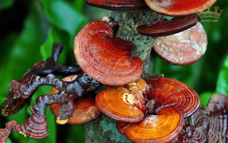 nam-linh-chi-bac-lieu201-1 nam linh chi bac lieu201 1