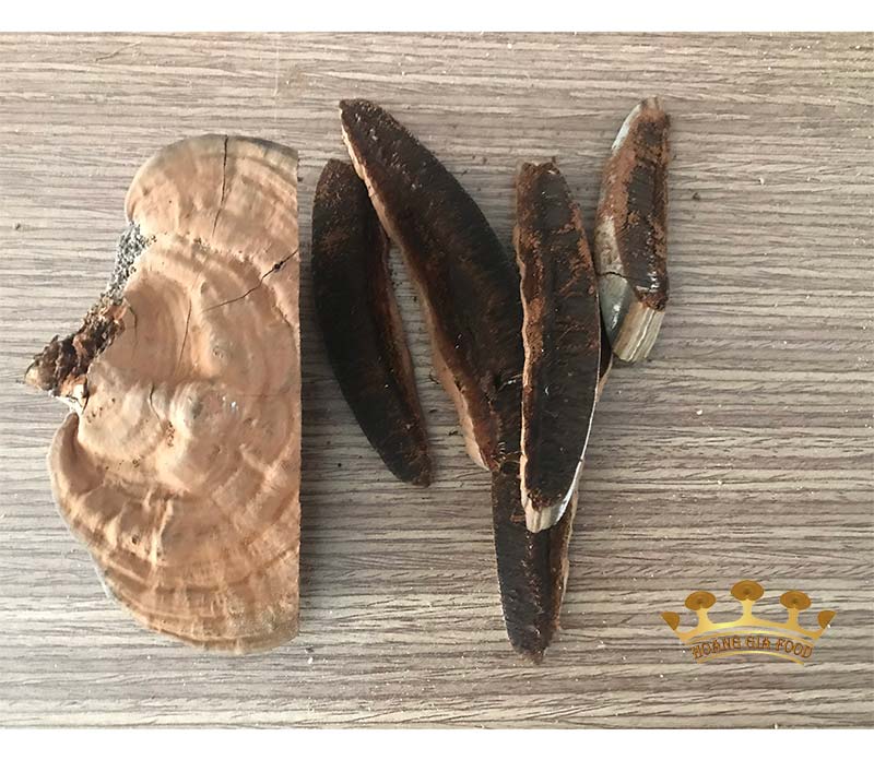 nam-linh-chi-bi-moc-1 nam-linh-chi-bi-moc