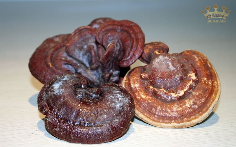 nam linh chi binh duong202