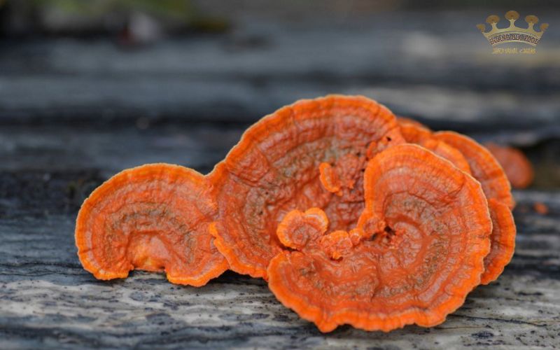 nam linh chi binh duong204