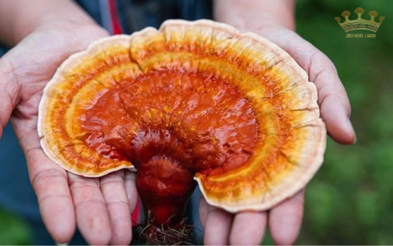 nam linh chi da nang jpg204