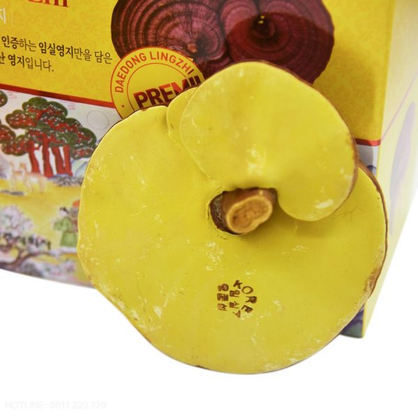 Nấm Linh Chi Đỏ Hàn Quốc Imsil Daedong 1kg Premium