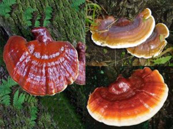 nam linh chi do thien nhien1 1