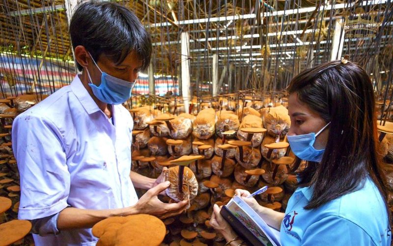 nam-linh-chi-dong-nai_jpg202 nam linh chi dong nai jpg202