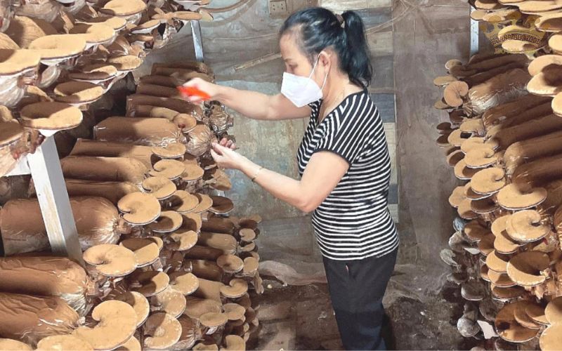 nam-linh-chi-dong-nai_jpg204 nam linh chi dong nai jpg204