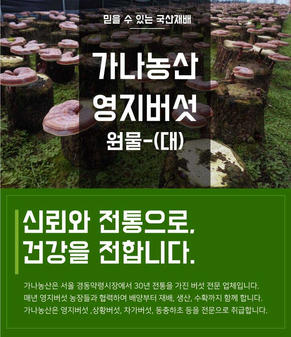 nam-linh-chi-han-quoc-kan-na204 nam-linh-chi-han-quoc-kan-na