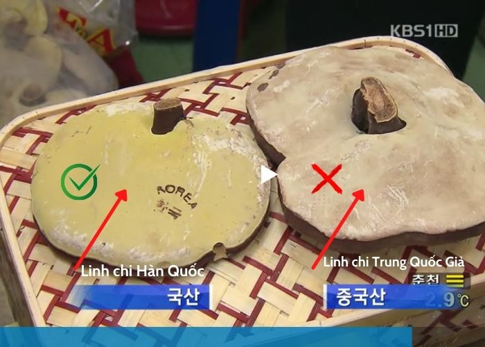 nam-linh-chi-han-quoc-trung-quoc