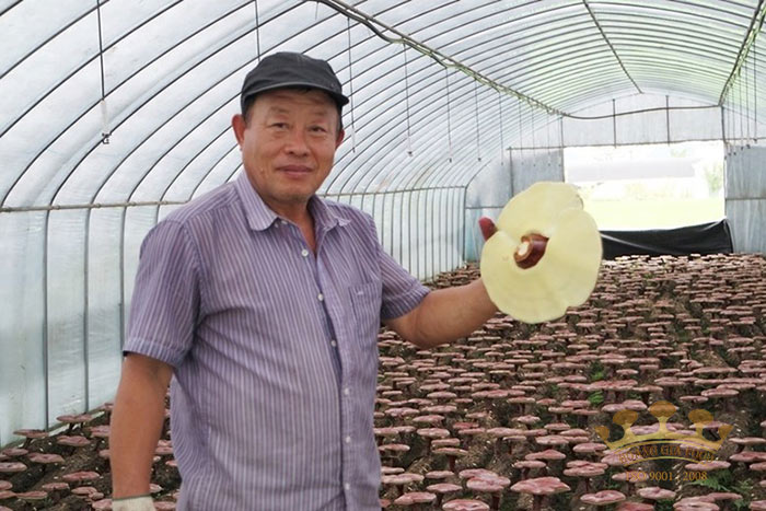 nam-linh-chi-han-quoc