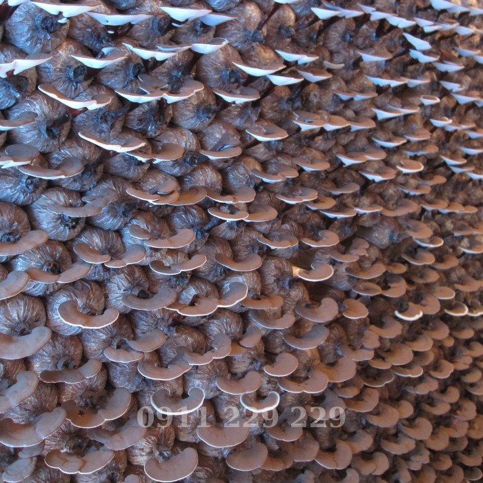 nam linh chi hoang gia1 1