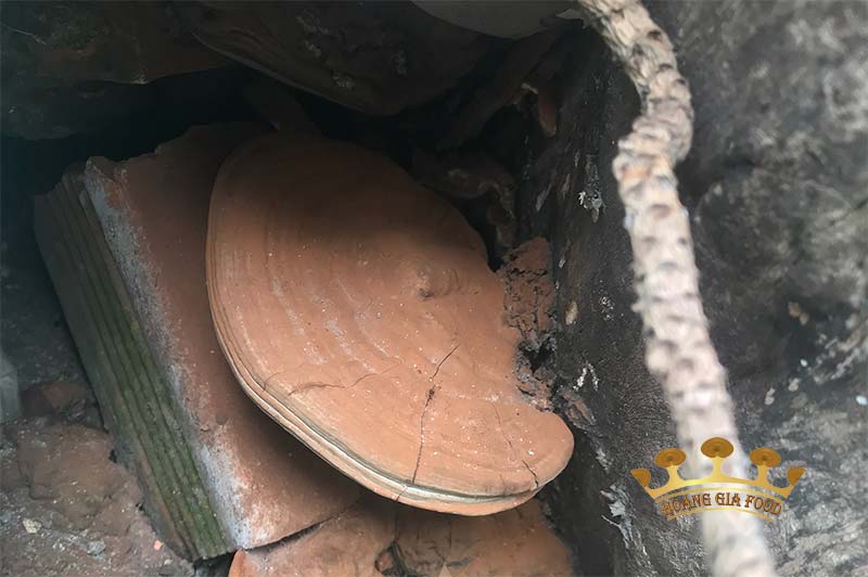 nam-linh-chi-moc-o-dau-2 nam-linh-chi-moc-o-dau