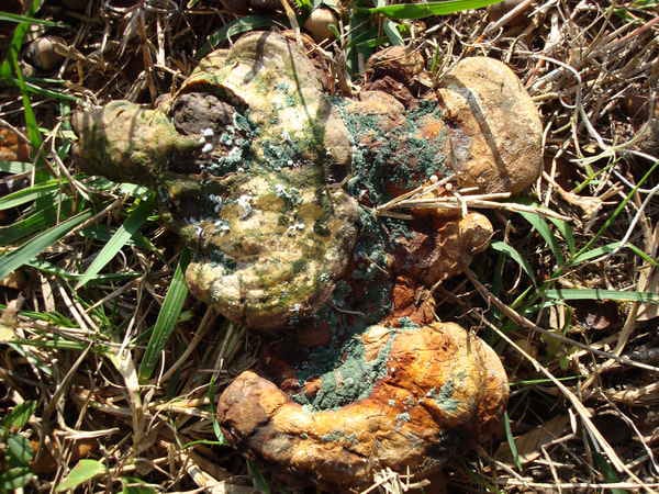 nam-linh-chi-moc-o-dau1-1 nam-linh-chi-moc-o-dau