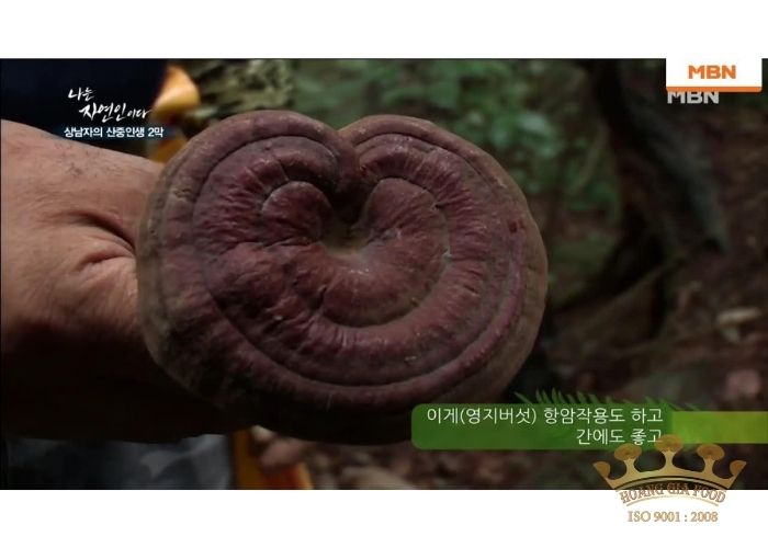 nam-linh-chi-nui-da-han-quoc