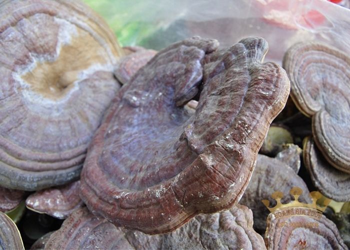 nam-linh-chi-nui-da-han-quoc