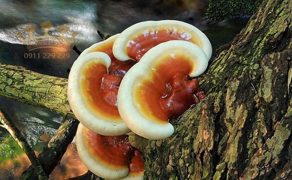 nam-linh-chi-rung-moc-o-dau-1 nam-linh-chi-rung-moc-o-dau