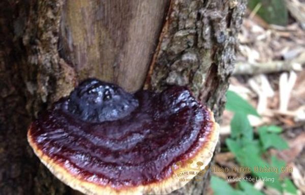 nam-linh-chi-rung21-1 nam-linh-chi-rung