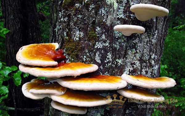 nam-linh-chi-rung51-2 nam-linh-chi-rung