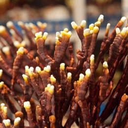 Nấm Linh Chi Sừng Hươu Hàn Quốc Cao Cấp Royal 500G | Linh Chi Hoàng Gia