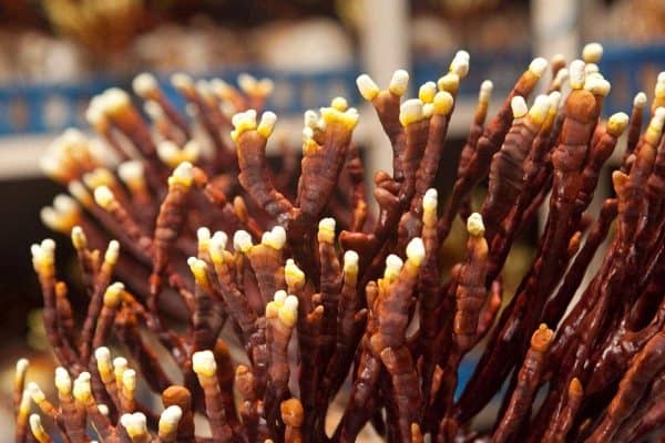 /nam-linh-chi-sung-huou-han-quoc