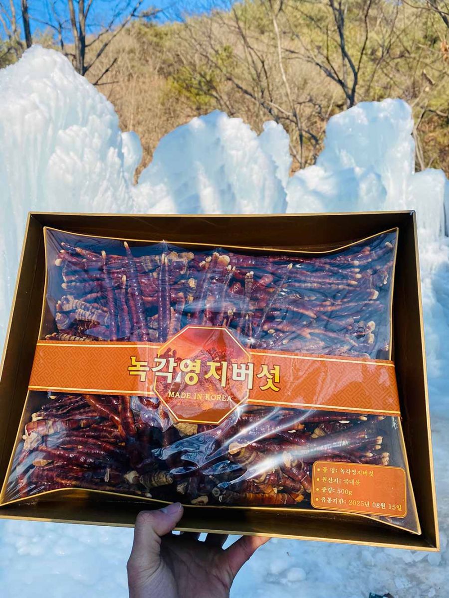 nam-linh-chi-sung-huou-han-quoc-royal1 nam linh chi sung huou han quoc royal1